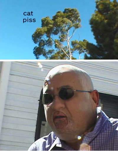 Cat Piss